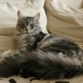 maine coon