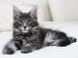 Photo de chat de race main coon