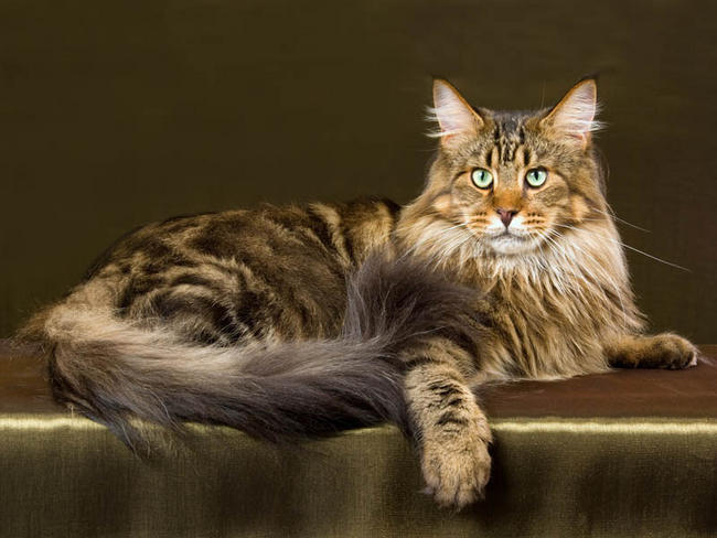 Main coon norvegien