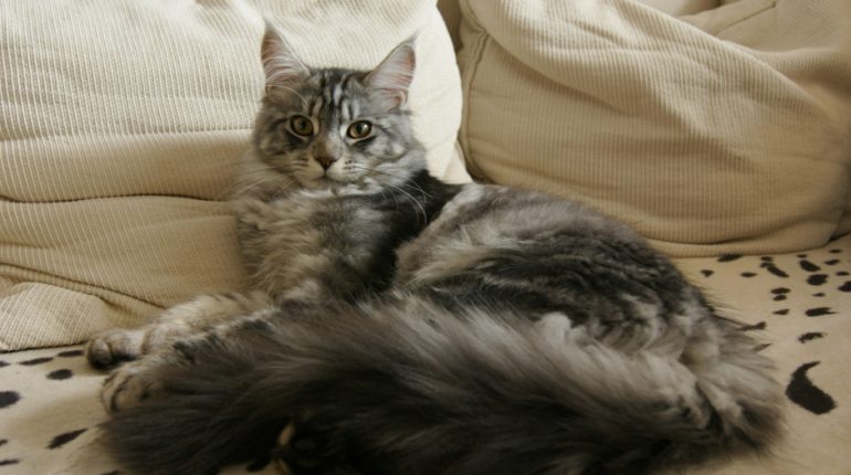 maine coon