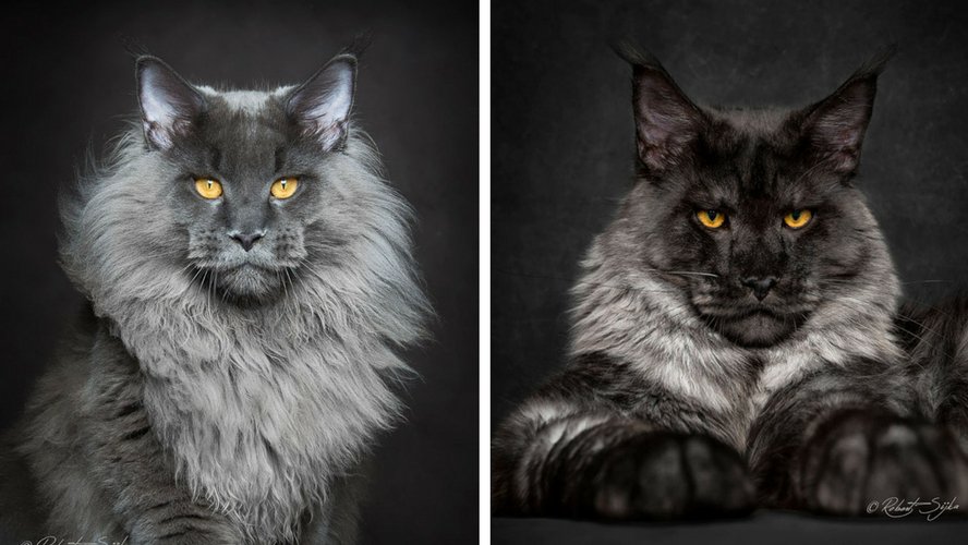 Photo De Chat De Race Main Coon Race De Chat En D