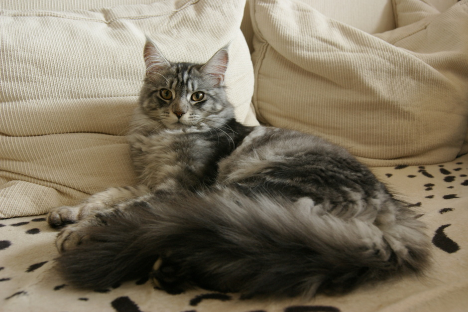 maine coon