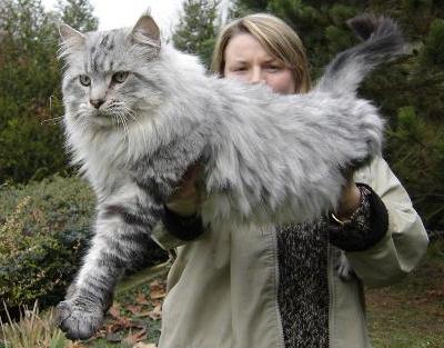 Race de grand chat maine coon