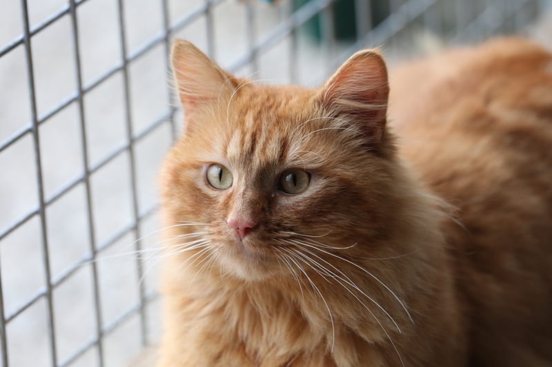 Angora Race De Chat Roux Get Images