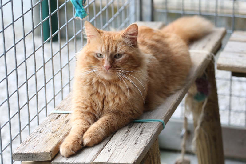 Chat roux poil long