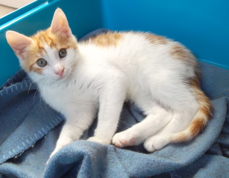 Chat roux et blanc - fotobourgogne