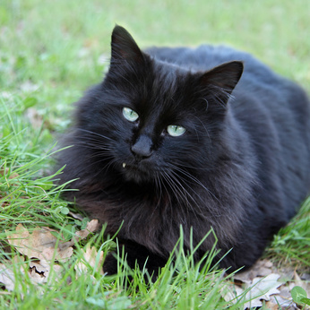 Chat plein de poil