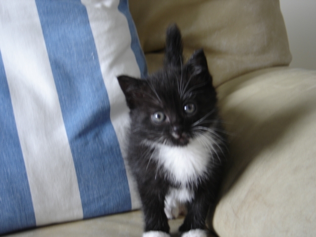 Chat noir poil long donner