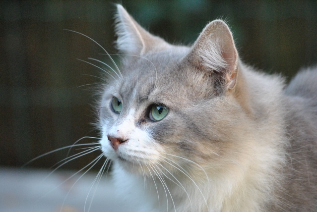 Chat gris et blanc poil long