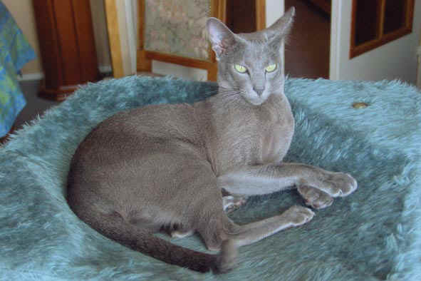 Chat oriental gris