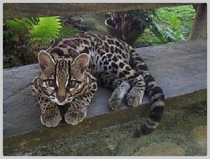 Chat margay