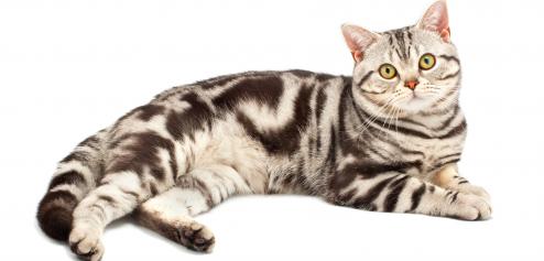 Chat american shorthair