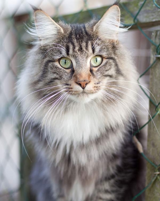 Chats des forets norvegiennes