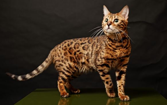 Chat race bengal