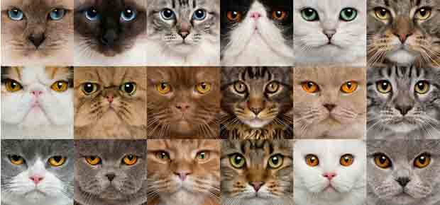 Sorte de chats