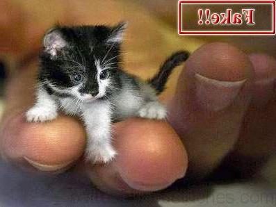 Le plus petit chat du monde