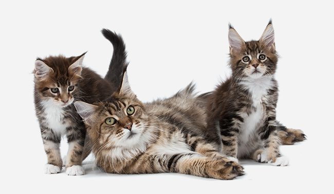 Chat de maine coon