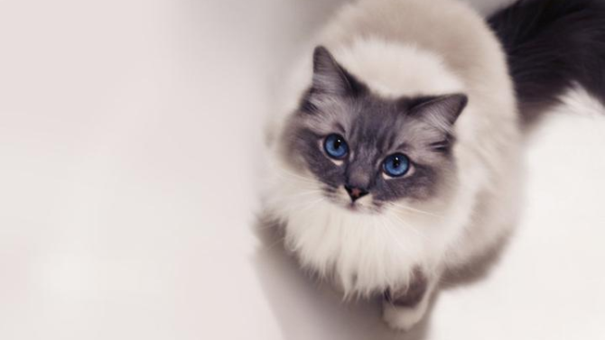 Race de chat ragdoll