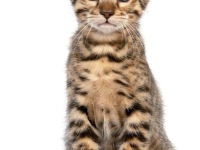 Chaton du bengal