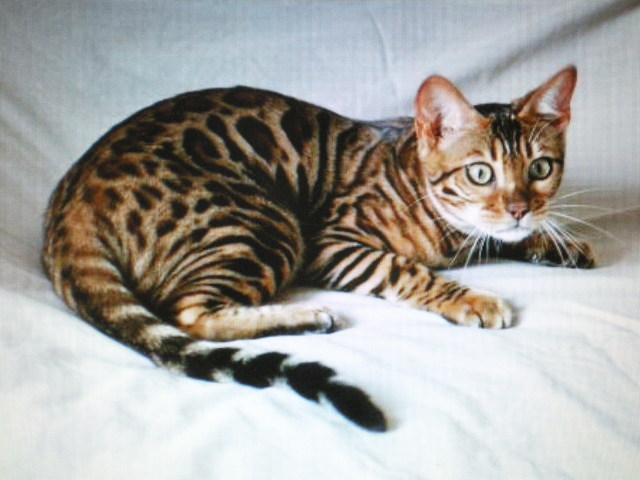 Bengal chaton