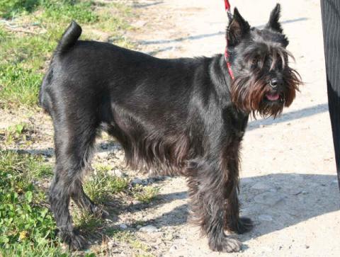 Chien schnauzer