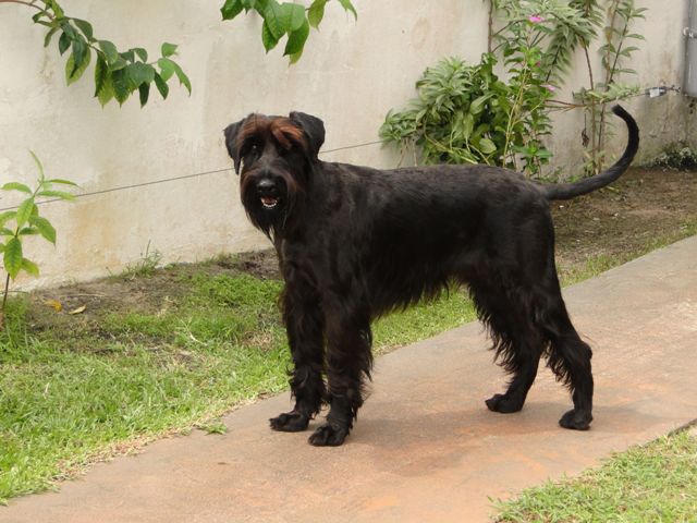 Chien schnauzer