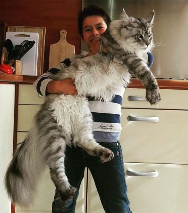 Gros chat race maine coon