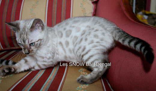 Chat du bengal silver