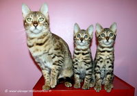 Chat type bengal a donner