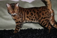 Don chat bengal