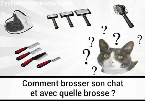 Brosser son chat tous les jours