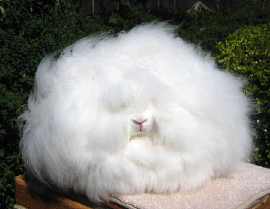 Angora