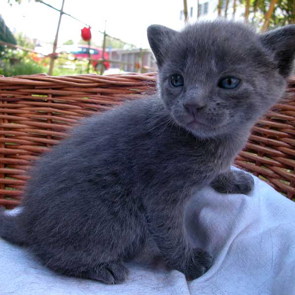 chatons à donner 17 juin