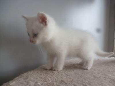 Chatons A Donner 06