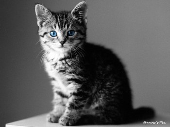 Chaton Gris Au Yeux Bleu