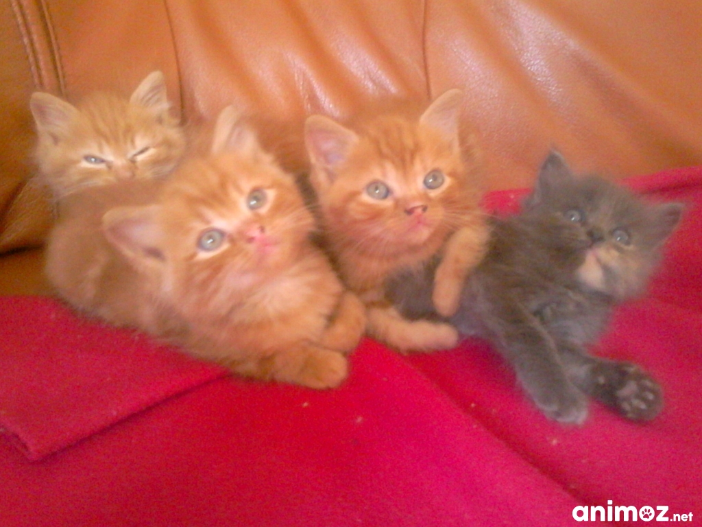 Chatons Roux A Donner Chatons Roux A Donner