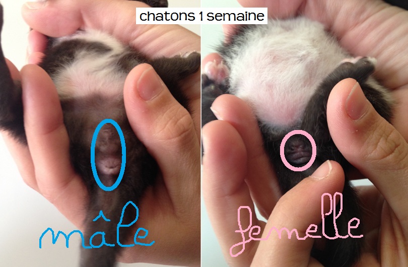 Prenoms Chatons Males