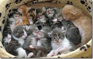 Chaton A Adopter Lyon Get Images One