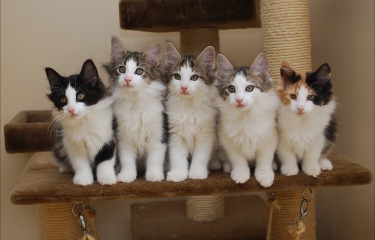 Accueillir Un Chaton En Appartement Accueillir Un Chaton En Appartement