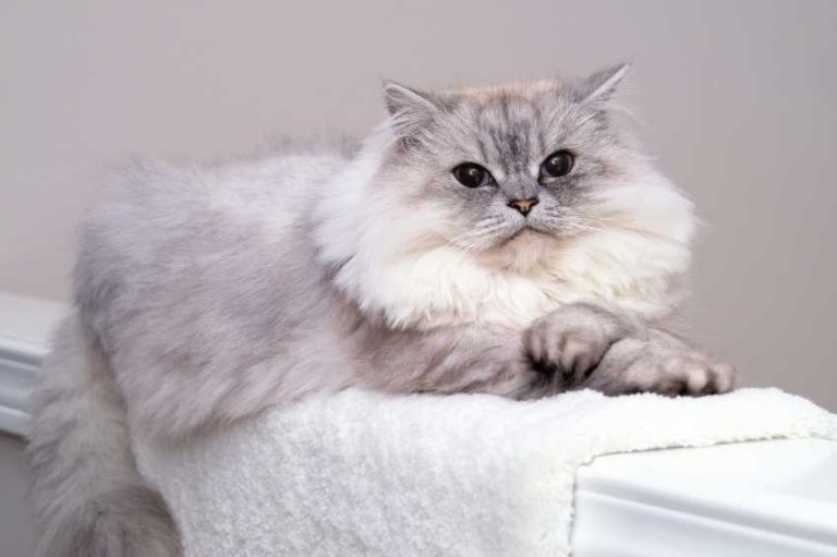 Chat persan espérance de vie