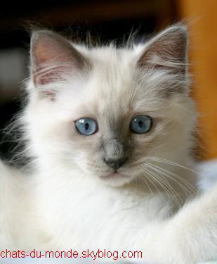 Chaton Blanc Yeux Bleu Poil Long Get Images