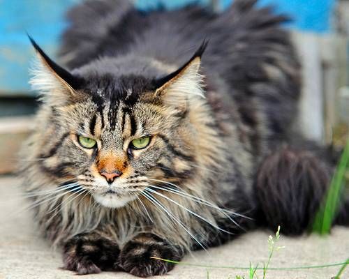 Gros Chat De Race Race De Chat D Appartement