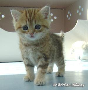 Recherche chaton a adopter