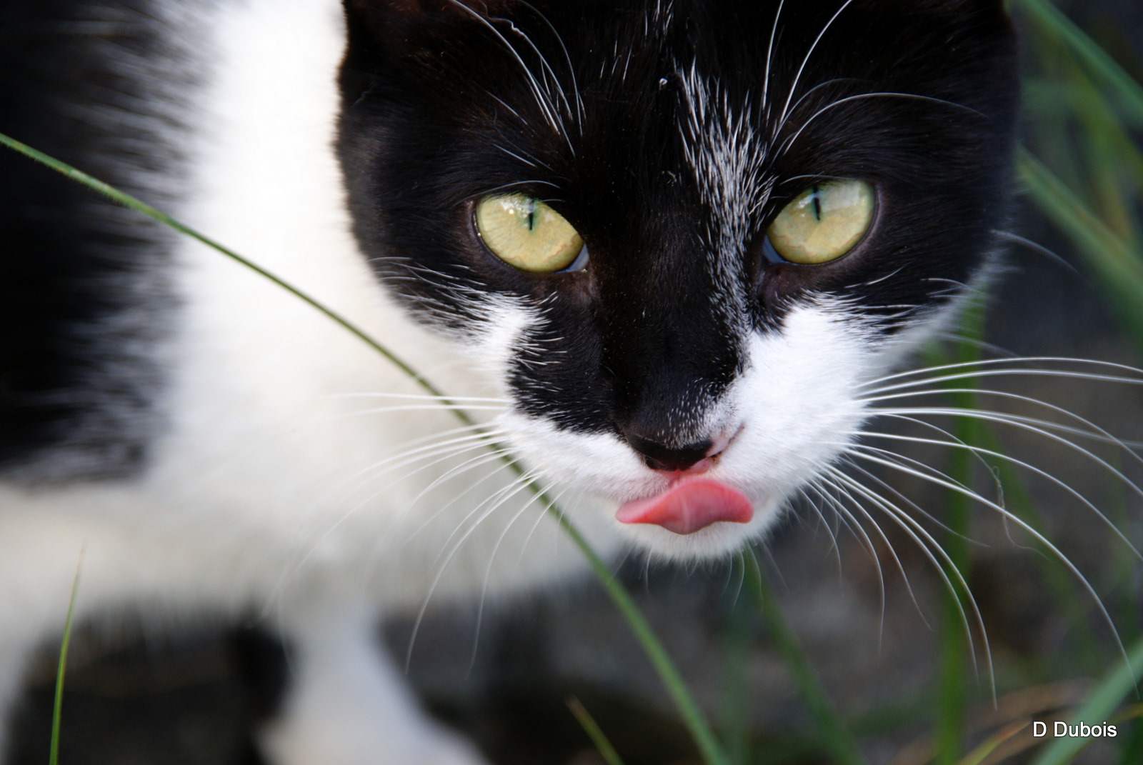 Chats de france