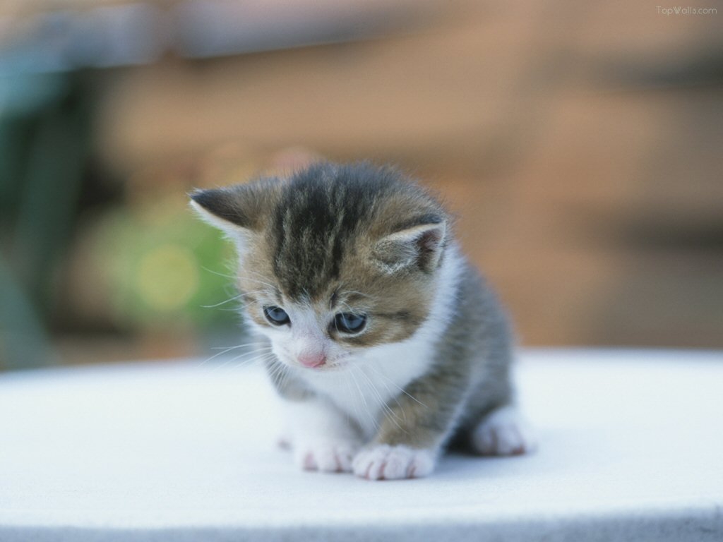 Chaton A Donner Bruxelles Prix De Chat Siamois