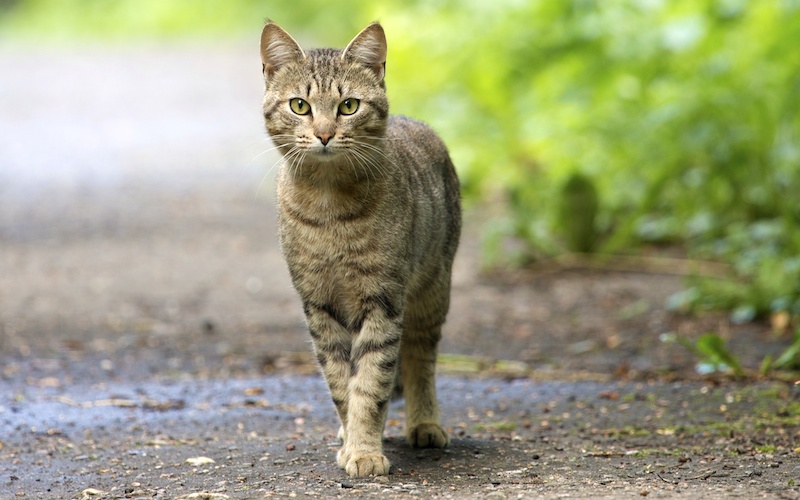 Chat domestique