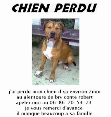 Recherche chien