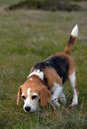 Race De Chien Taille Moyenne Poil Ras