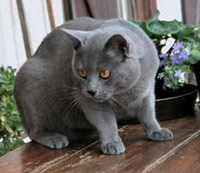 Chat gris bleu