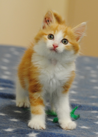 Chaton angora